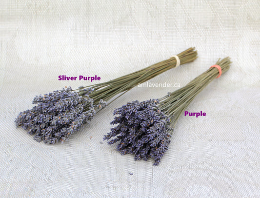 Set of 250 / 500 Organic French Lavender Stems | AM Lavender