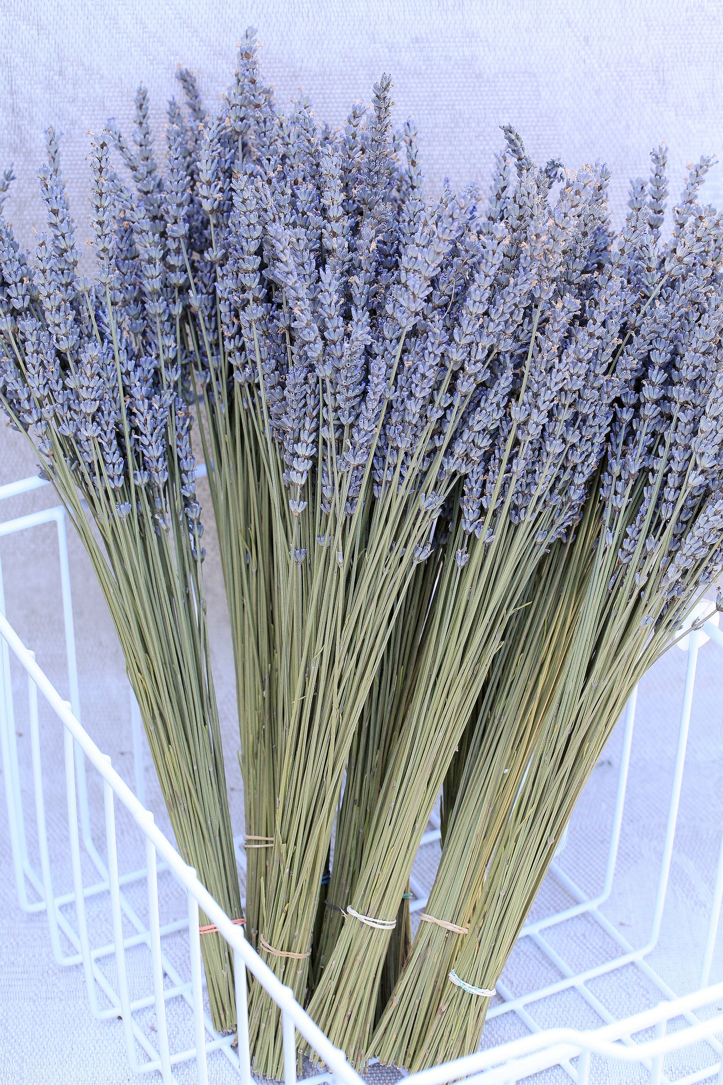 Set of 24 Bundles Dried Organic French Lavender | AM Lavender