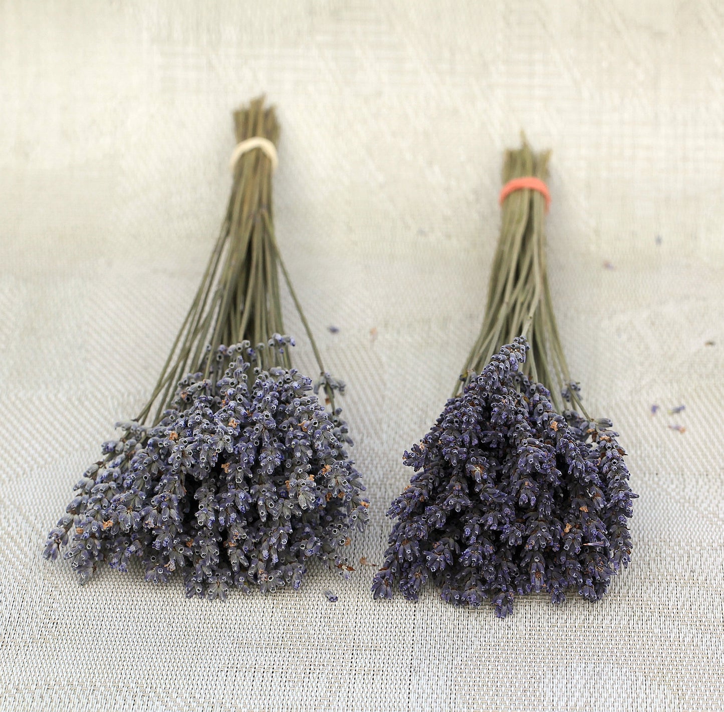Set of 250 / 500 Organic French Lavender Stems | AM Lavender