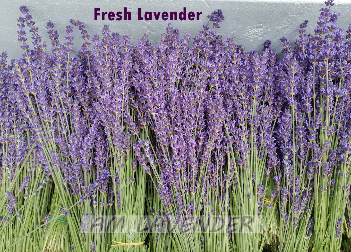 Set of 250 / 500 Organic French Lavender Stems | AM Lavender