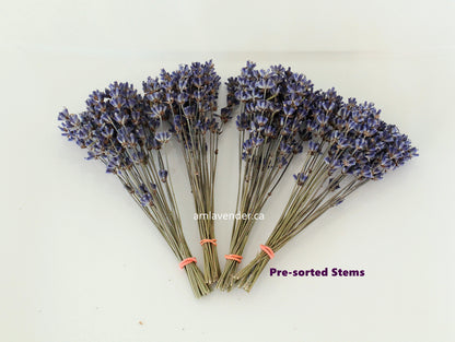 Organic Culinary Lavender Stems - Freshness Perfected | AM Lavender