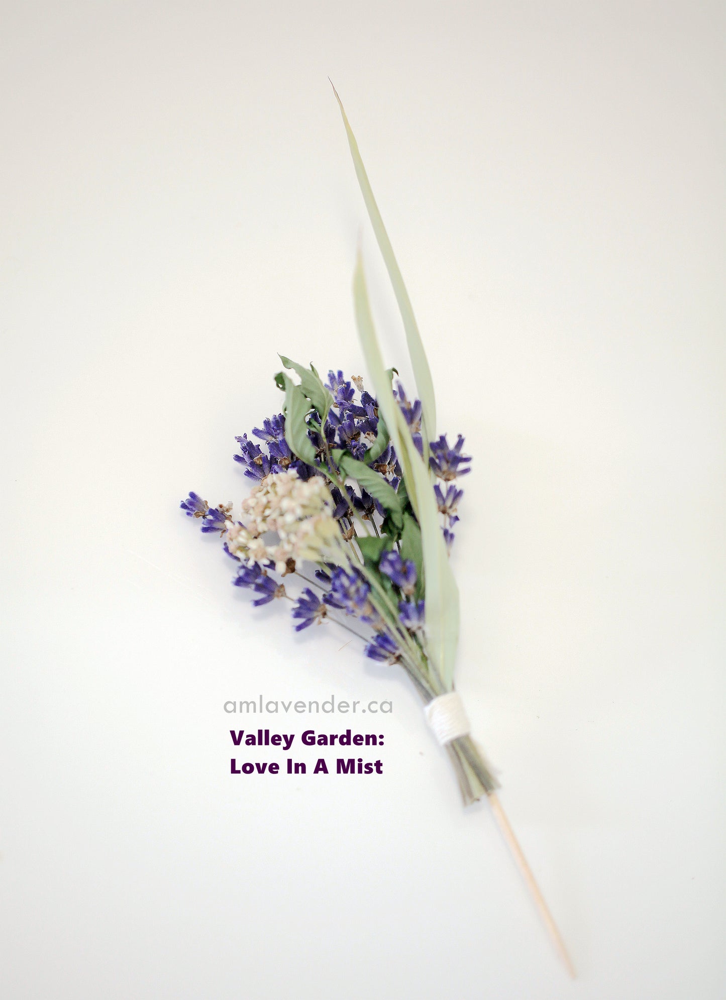 Cake Flower : Valley Garden - Love In A Mist | AM Lavender