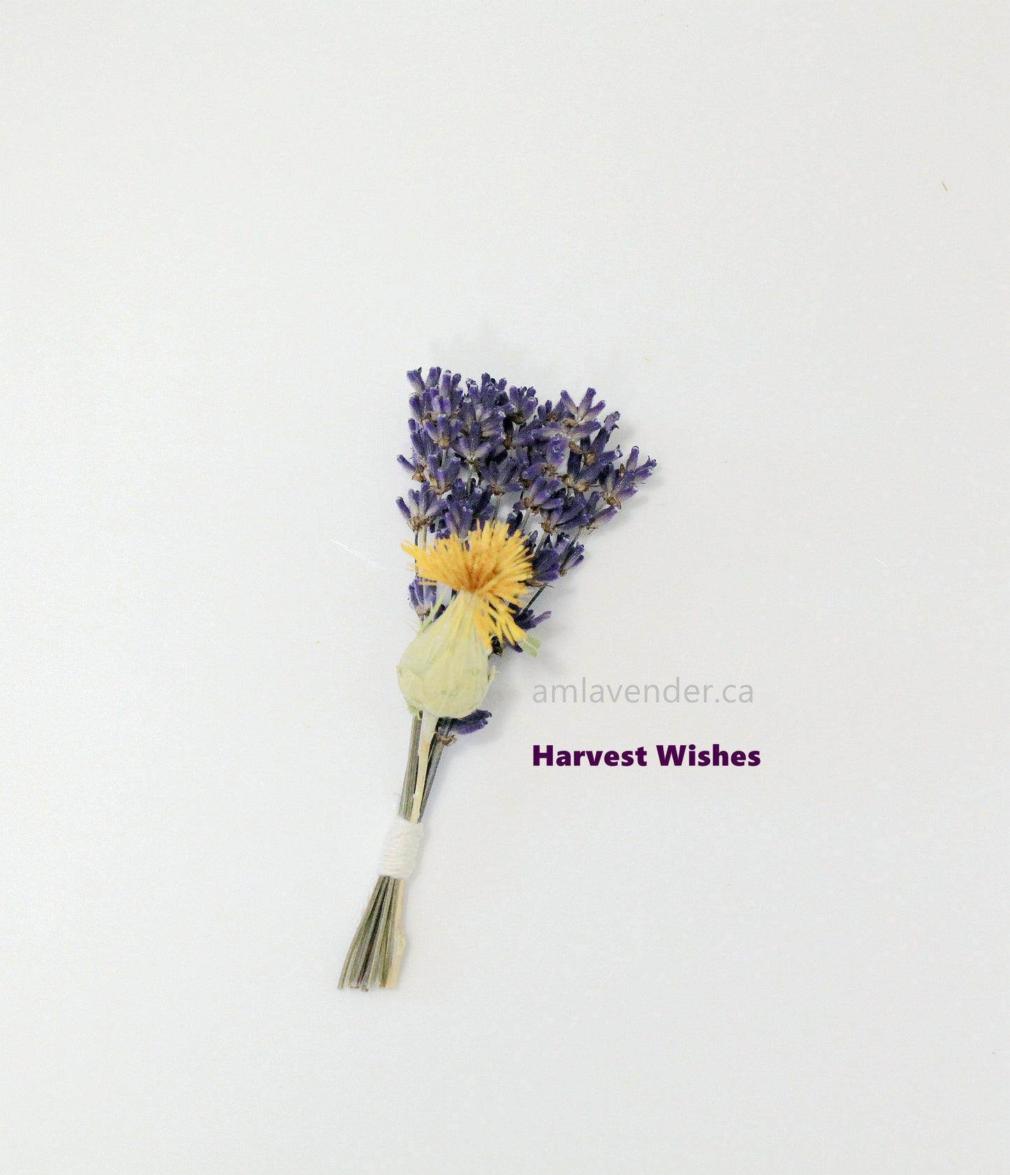 Cake Flower : Harvest Wishes | AM Lavender