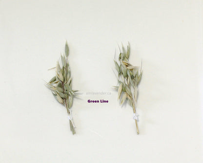 Cake Flower : Green Line | AM Lavender