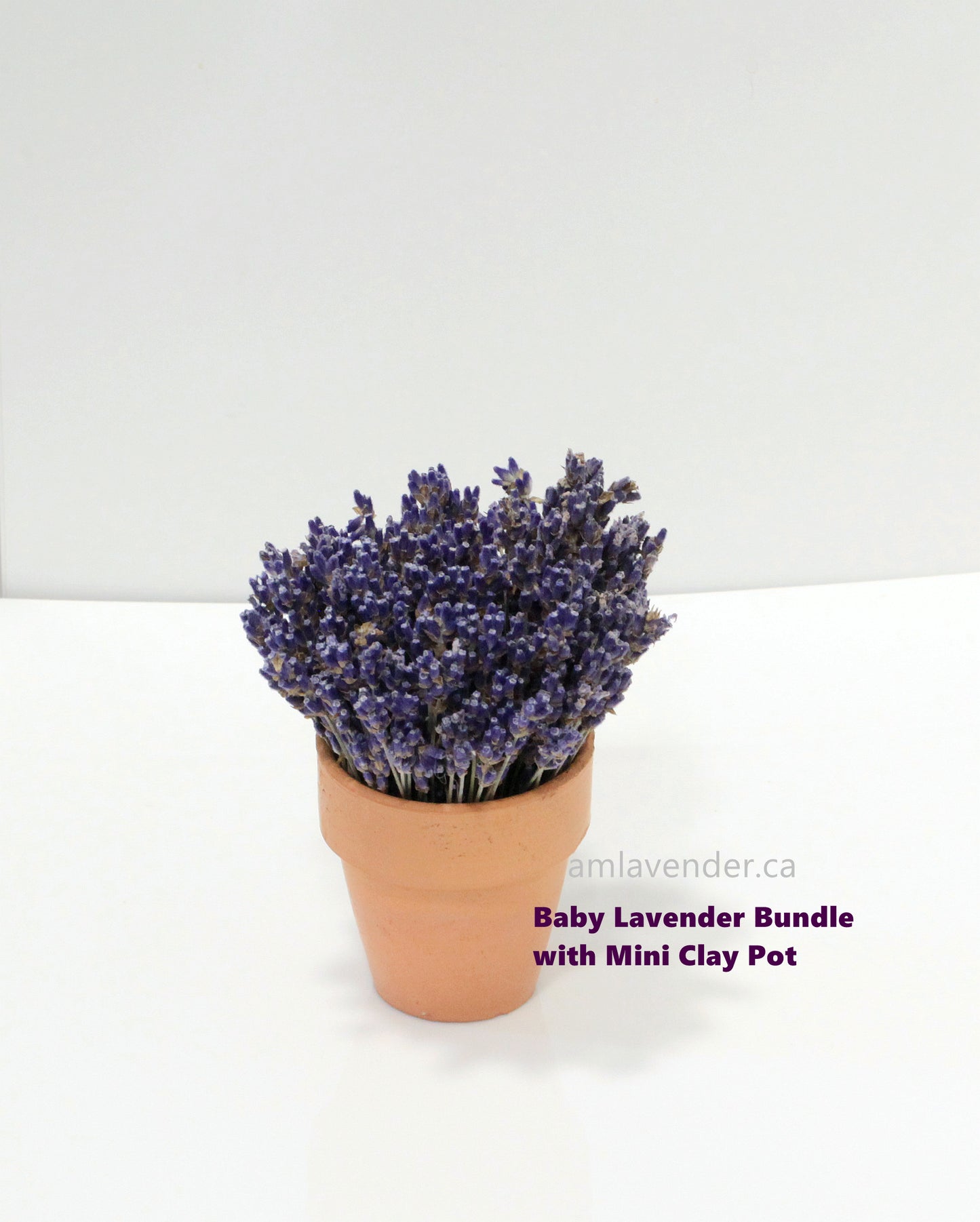 Organic Baby Culinary Lavender Bundles, Lavender Tabletop Posy