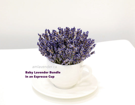 Organic Baby Culinary Lavender Bundles, Lavender Tabletop Posy