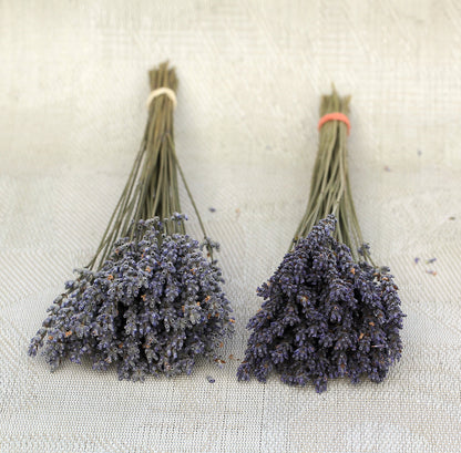 Set of 250 / 500  Organic French Lavender Stems | AM Lavender